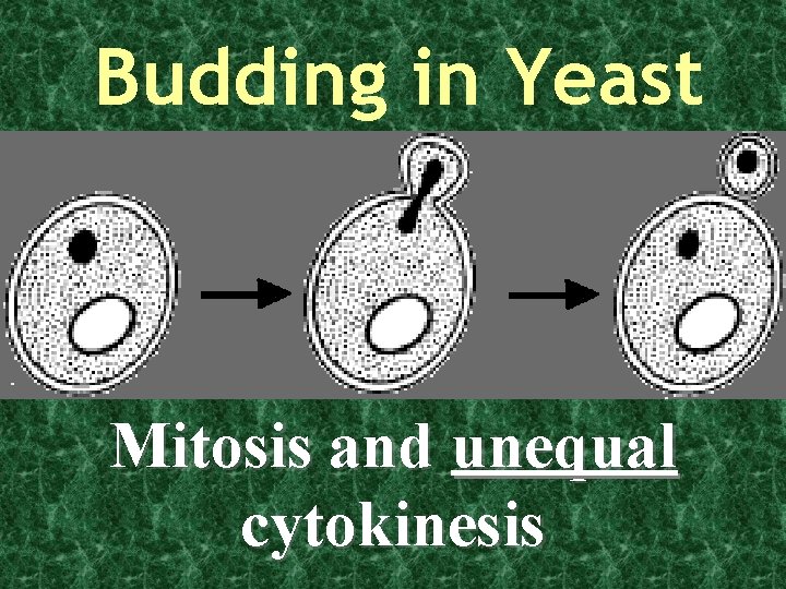 Budding in Yeast Mitosis and unequal cytokinesis 
