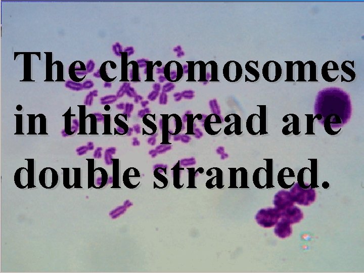 The chromosomes in this spread are double stranded. 