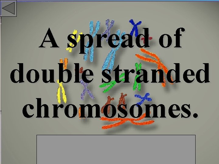 A spread of double stranded chromosomes. 