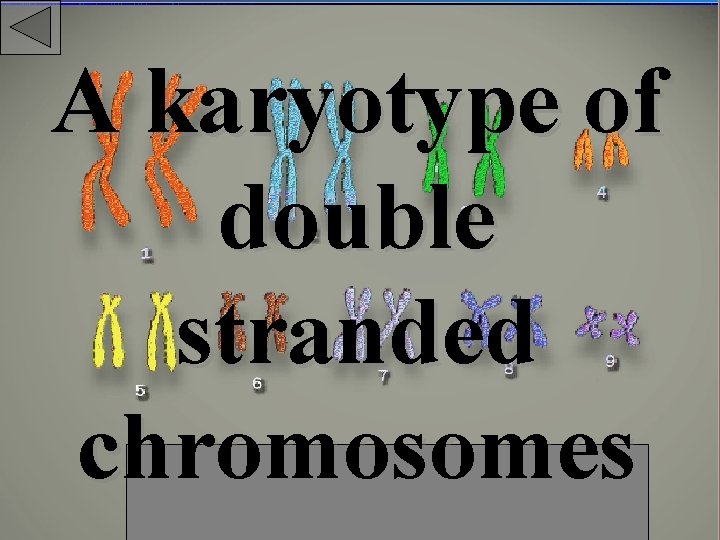 A karyotype of double stranded chromosomes 