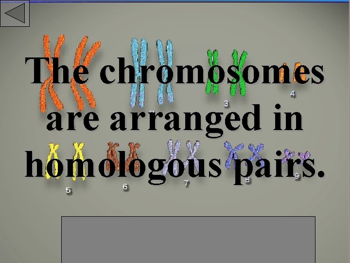 The chromosomes are arranged in homologous pairs. 