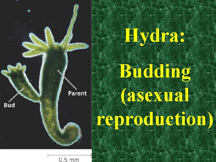 Hydra: Budding (asexual reproduction) 