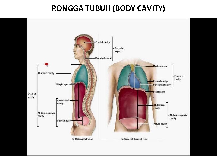 RONGGA TUBUH (BODY CAVITY) 