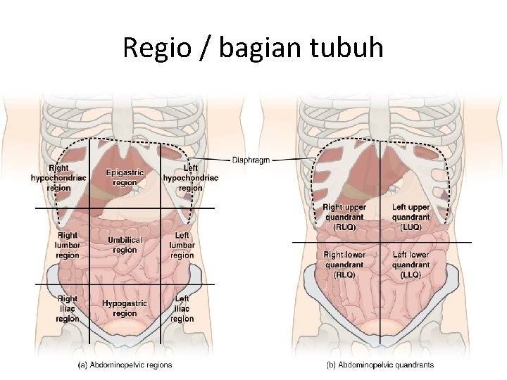 Regio / bagian tubuh 
