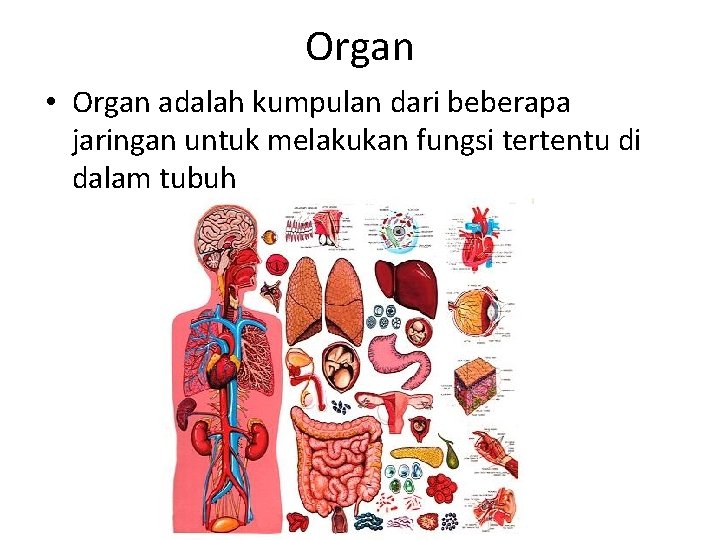 Organ • Organ adalah kumpulan dari beberapa jaringan untuk melakukan fungsi tertentu di dalam