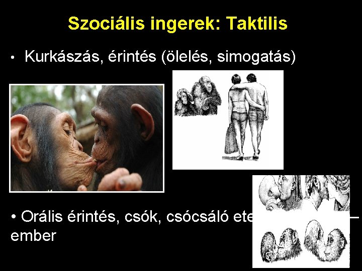 Szociális ingerek: Taktilis • Kurkászás, érintés (ölelés, simogatás) • Orális érintés, csók, csócsáló etetés: