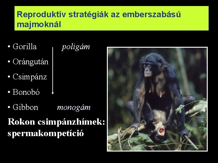 Reproduktív stratégiák az emberszabású majmoknál • Gorilla poligám • Orángután • Csimpánz • Bonobó
