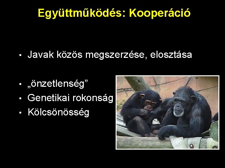 Együttműködés: Kooperáció • Javak közös megszerzése, elosztása „önzetlenség” • Genetikai rokonság • Kölcsönösség •