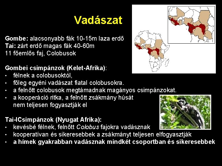 Vadászat Gombe: alacsonyabb fák 10 -15 m laza erdő Tai: zárt erdő magas fák