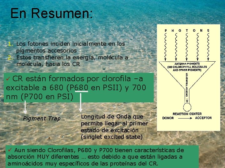 En Resumen: 1. Los fotones inciden inicialmente en los pigmentos accesorios 2. Estos transfieren