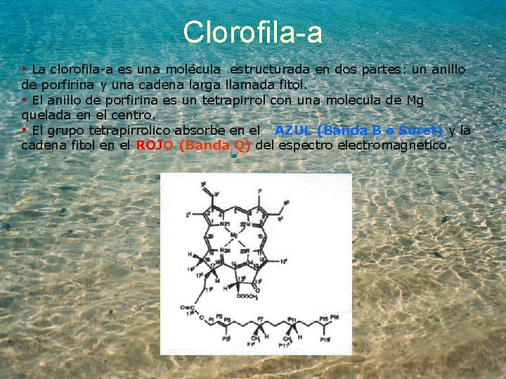 Clorofila-a • La clorofila-a es una molécula estructurada en dos partes: un anillo de