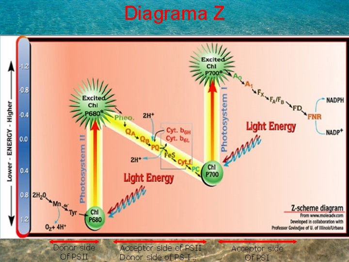 Diagrama Z Donor side Of PSII Acceptor side of PSII Donor side of PS