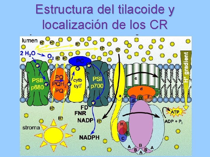 Estructura del tilacoide y localización de los CR 