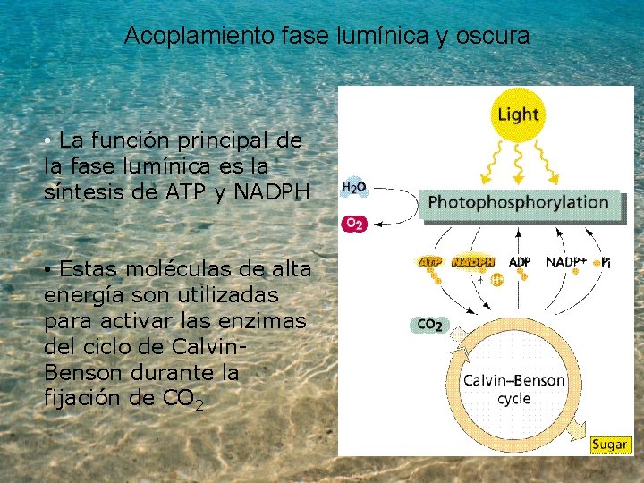 Acoplamiento fase lumínica y oscura • La función principal de la fase lumínica es