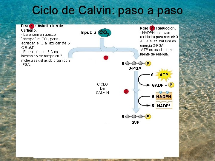 Ciclo de Calvin: paso a paso Paso 1 : Asimilacion de Carbono. - La