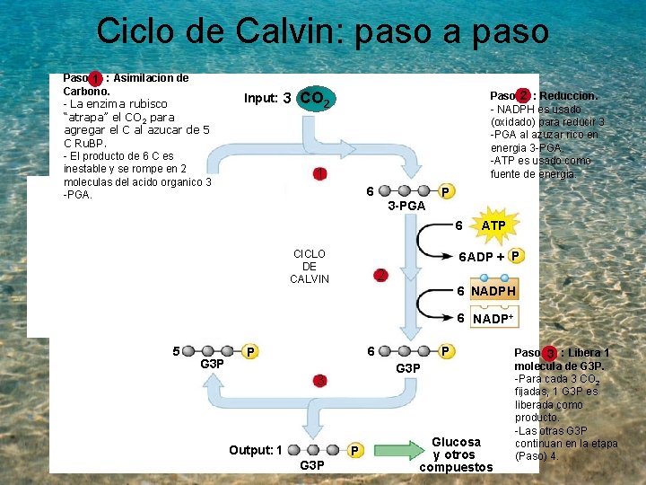 Ciclo de Calvin: paso a paso Paso 1 : Asimilacion de Carbono. - La