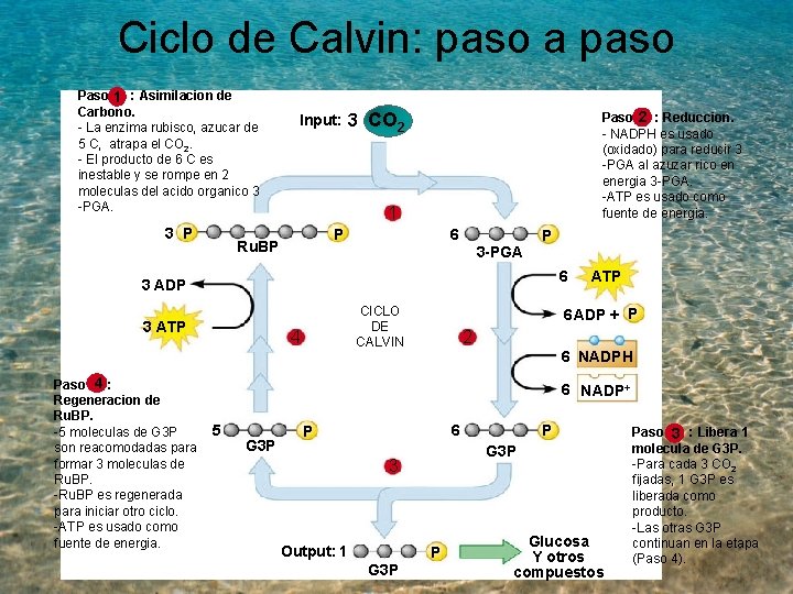 Ciclo de Calvin: paso a paso Paso 1 : Asimilacion de Carbono. - La