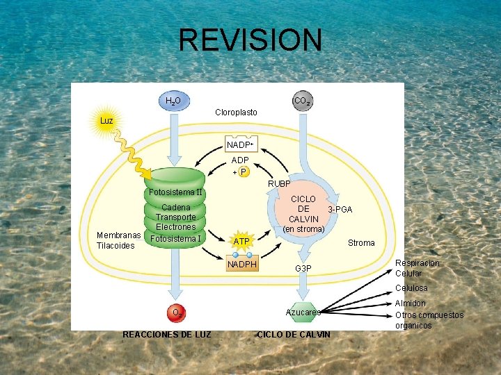 REVISION H 2 O CO 2 Cloroplasto Luz NADP+ ADP +P RUBP Fotosistema II