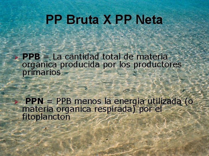 PP Bruta X PP Neta Ø Ø PPB = La cantidad total de materia