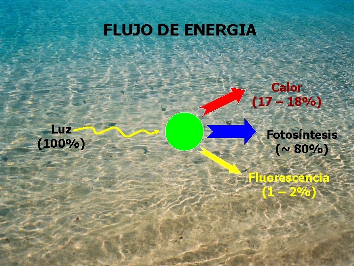 FLUJO DE ENERGIA Calor (17 – 18%) Luz (100%) Fotosíntesis (~ 80%) Fluorescencia (1