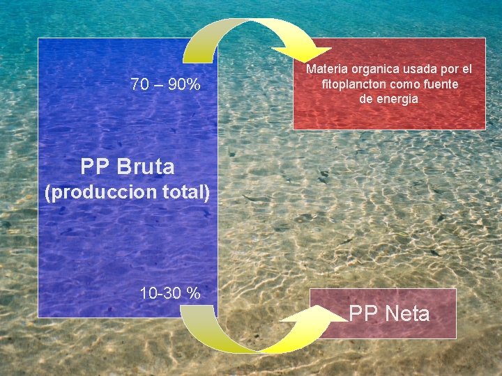 70 – 90% Materia organica usada por el fitoplancton como fuente de energia PP