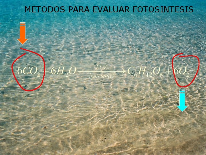 METODOS PARA EVALUAR FOTOSINTESIS 