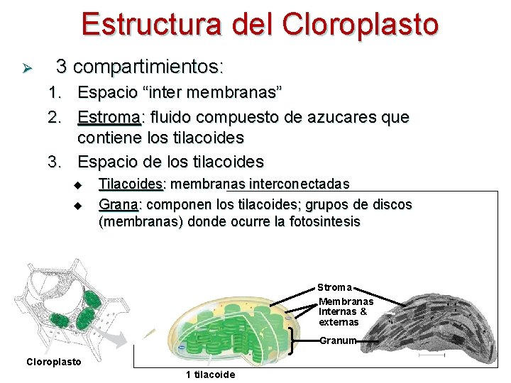 Estructura del Cloroplasto Ø 3 compartimientos: 1. Espacio “inter membranas” 2. Estroma: fluido compuesto