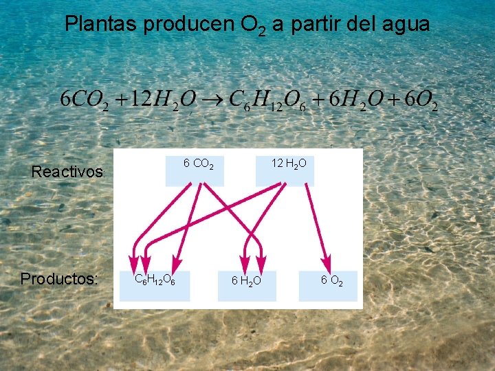 Plantas producen O 2 a partir del agua 6 CO 2 Reactivos: Productos: C