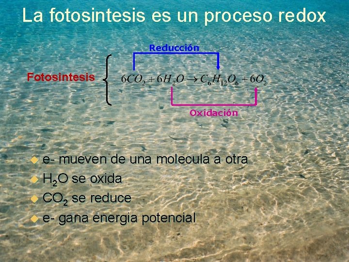 La fotosintesis es un proceso redox Reducción Fotosintesis Oxidación e- mueven de una molecula