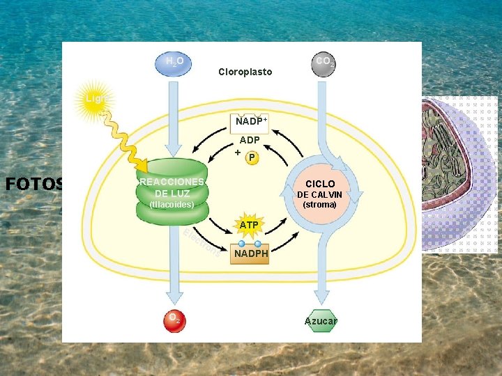 H 2 O Cloroplasto CO 2 Light REACCIONES DE CLARO NADP+ ADP + P