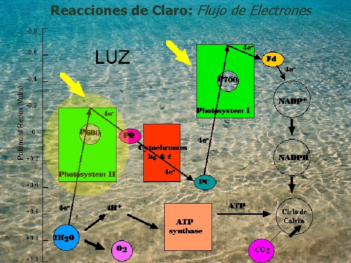 Reacciones de Claro: Flujo de Electrones 