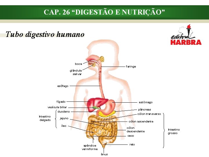 CAP. 26 “DIGESTÃO E NUTRIÇÃO” Tubo digestivo humano boca faringe glândula salivar esôfago fígado