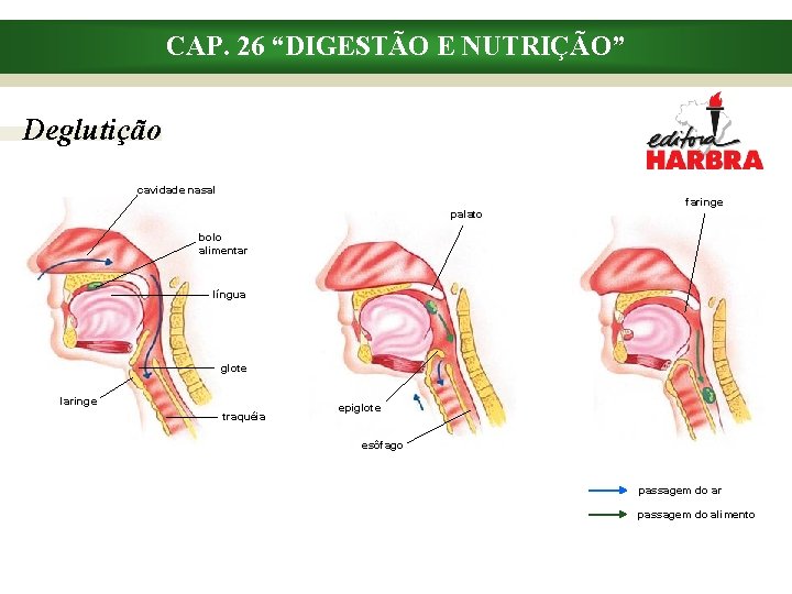 CAP. 26 “DIGESTÃO E NUTRIÇÃO” Deglutição cavidade nasal faringe palato bolo alimentar língua glote
