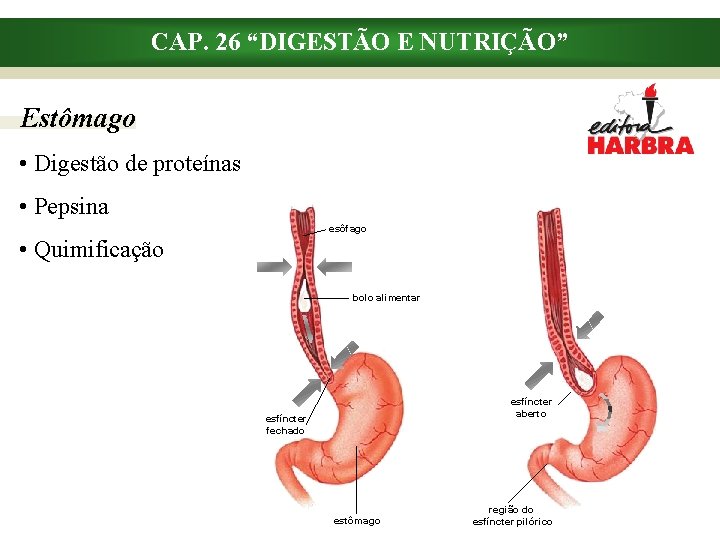 CAP. 26 “DIGESTÃO E NUTRIÇÃO” Estômago • Digestão de proteínas • Pepsina esôfago •
