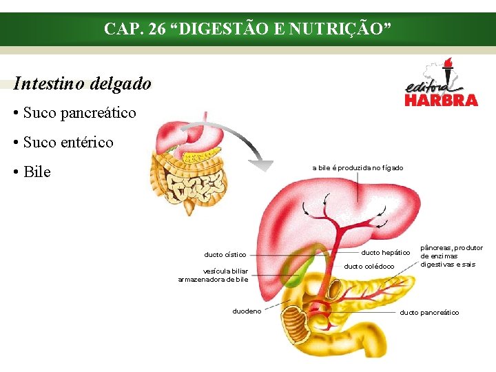 CAP. 26 “DIGESTÃO E NUTRIÇÃO” Intestino delgado • Suco pancreático • Suco entérico •