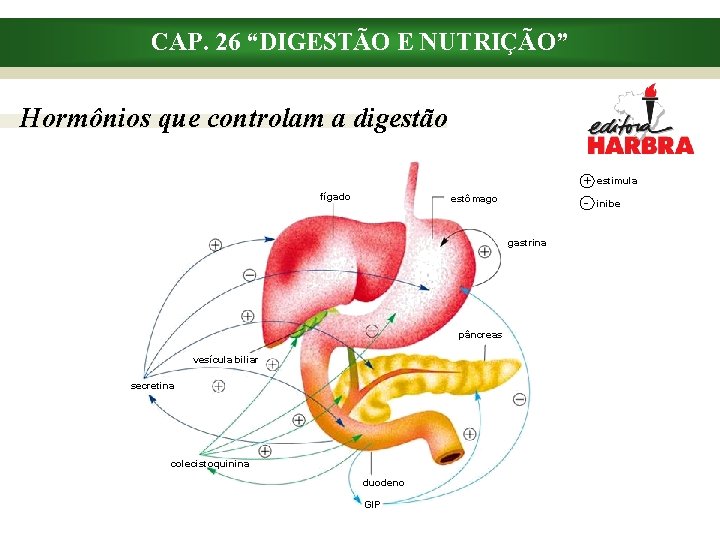 CAP. 26 “DIGESTÃO E NUTRIÇÃO” Hormônios que controlam a digestão fígado + - estômago
