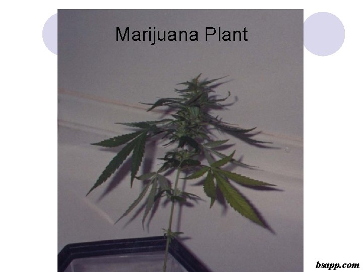 Marijuana Plant bsapp. com 