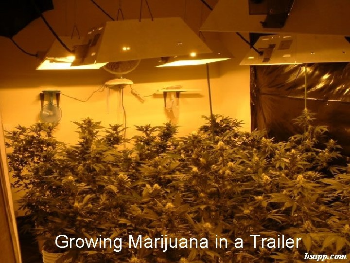 Growing Marijuana in a Trailer bsapp. com 