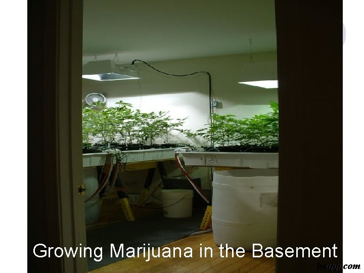 Growing Marijuana in the Basement bsapp. com 