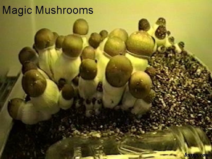 Magic Mushrooms bsapp. com 