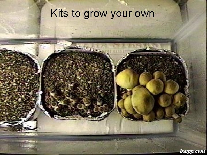 Kits to grow your own bsapp. com 