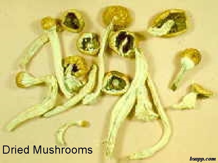 Dried Mushrooms bsapp. com 
