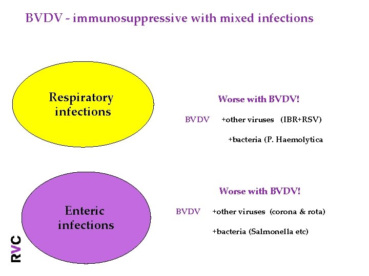 BVDV - immunosuppressive with mixed infections Respiratory infections Worse with BVDV! BVDV +other viruses