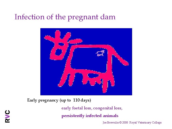 Infection of the pregnant dam Early pregnancy (up to 110 days) early foetal loss,