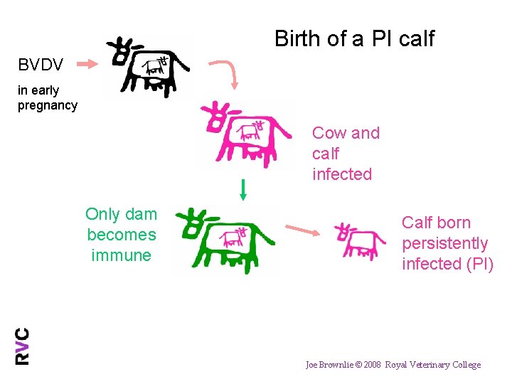 Birth of a PI calf BVDV in early pregnancy Cow and calf infected Only
