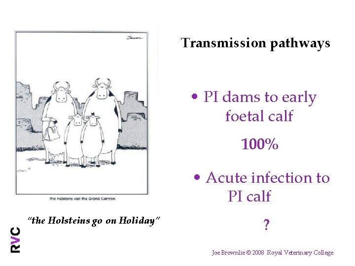 Transmission pathways • PI dams to early foetal calf 100% • Acute infection to