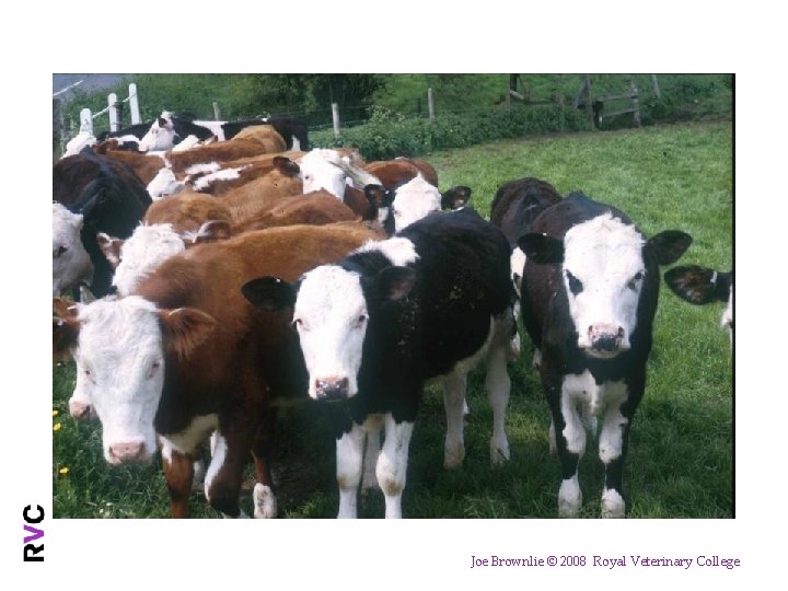 Joe Brownlie © 2008 Royal Veterinary College 