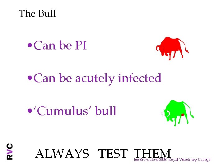 The Bull • Can be PI • Can be acutely infected • ‘Cumulus’ bull