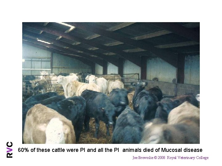 60% of these cattle were PI and all the PI animals died of Mucosal
