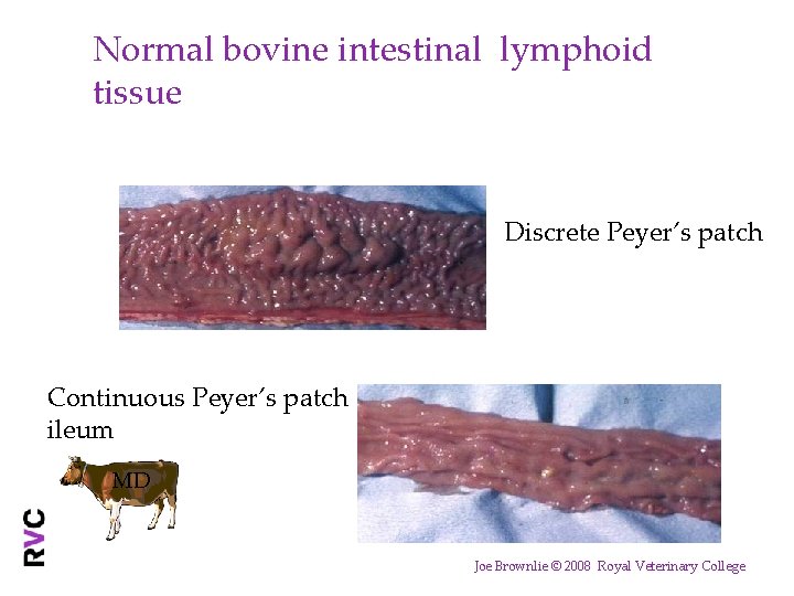 Normal bovine intestinal lymphoid tissue Discrete Peyer’s patch Continuous Peyer’s patch ileum MD Joe